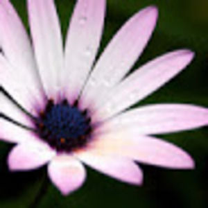 Meet your Posher, Bobbi